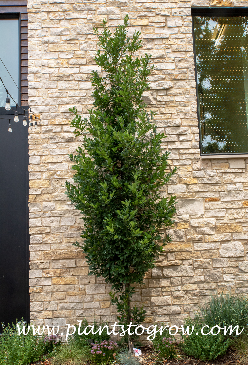Skinny Genes (Quercus robur x alba) 
A young plant, probably planted too close to the building